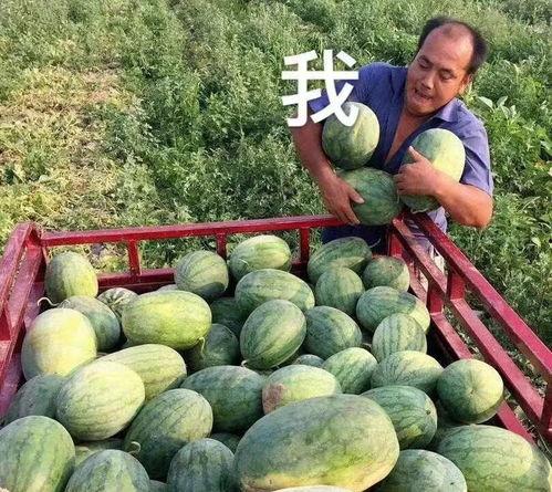 瓜圈吃瓜娱乐圈