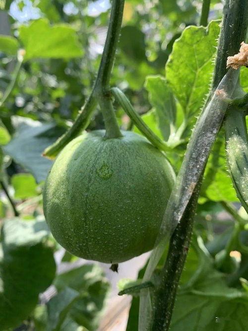 瓜圈吃瓜娱乐圈