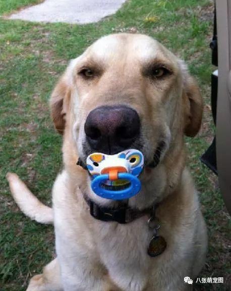 娱乐吃瓜酱狗戴上假牙,狗戴假牙背后的秘密大揭秘